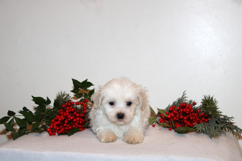 puppy, for, sale, Maltipoo, Matthew B. Stoltzfus, dog, breeder, Gap, PA, dog-breeder, puppy-for-sale, forsale, nearby, find, puppyfind, locator, puppylocator, aca